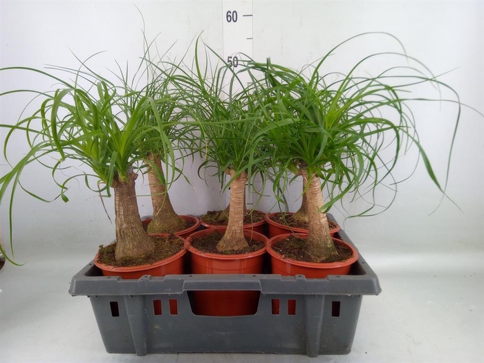 <h4>Beaucarnea recurvata</h4>