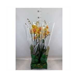 Phalaenopsis   ...