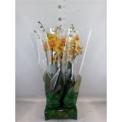 <h4>Phalaenopsis   ...</h4>