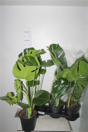 <h4>Monstera Deliciosa</h4>