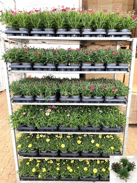 <h4>ARG LA RITA GEM</h4>