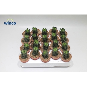 Haworthia Reinwardtii