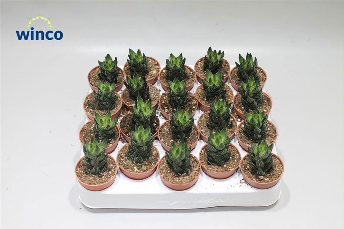 <h4>Haworthia Reinwardtii</h4>