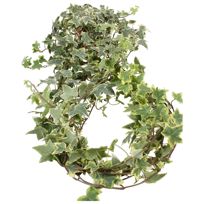 <h4>Hedera helix Gold Child lange plant</h4>