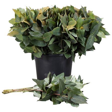 <h4>Robusta Vertakt</h4>