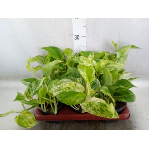 Epipremnum pinn. 'Aureum'