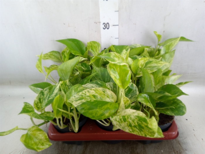 <h4>Epipremnum pinn. 'Aureum'</h4>