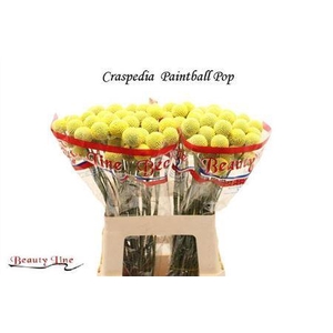 Craspedia Paintball Pop 55cm