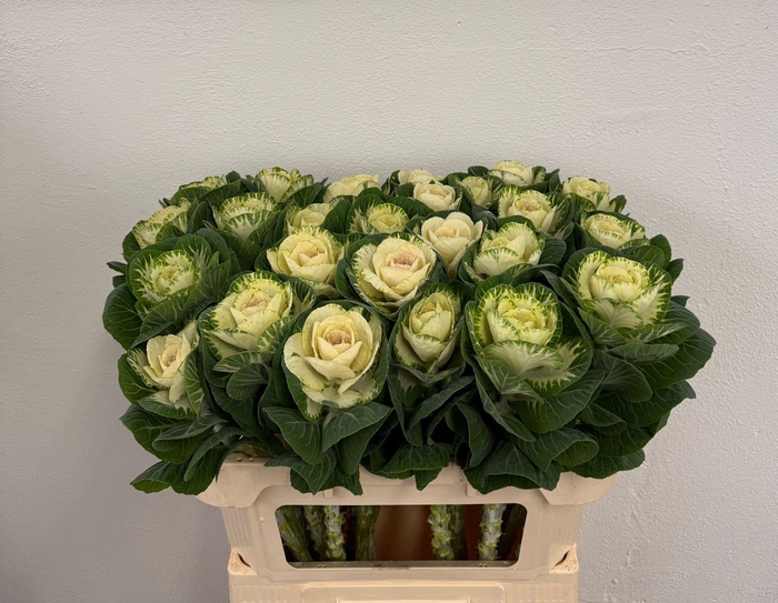 <h4>BRASS WHITE CRANE</h4>