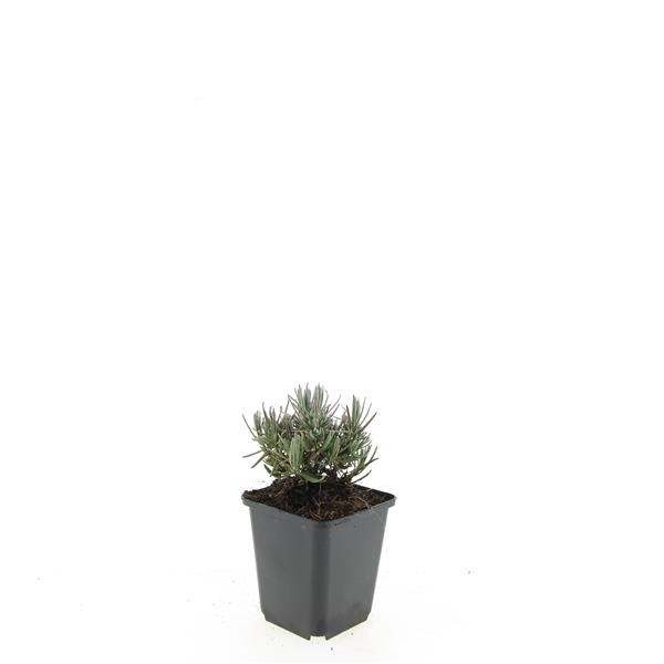 <h4>Lavandula ang. 'Dwarf Blue'</h4>