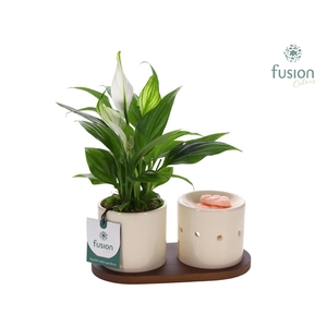 Fusion Scents keramiek Gift set plankje met Spathiphyllum