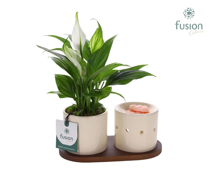 <h4>Fusion Scents keramiek Gift set plankje met Spathiphyllum</h4>