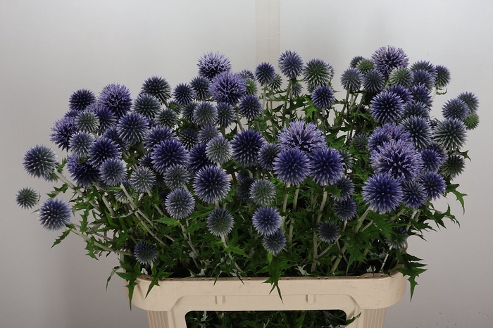 <h4>Echin Ba Blue Globe</h4>