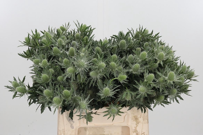 <h4>Eryn Sirius</h4>