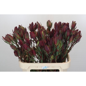 Leucadendron Senorita Spray