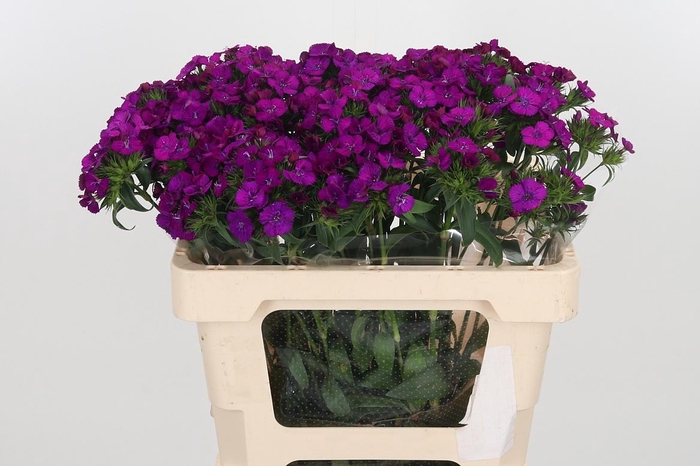 <h4>Di Barb Am Neon Purple</h4>