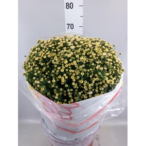 Chrysanthemum   ..GR