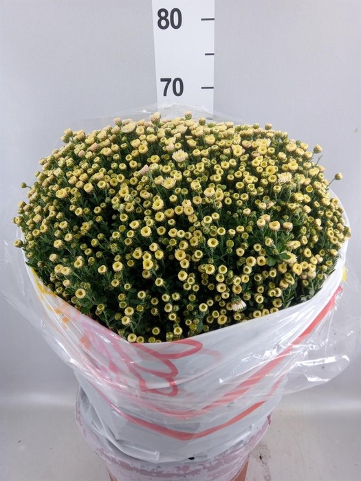 <h4>Chrysanthemum   ..GR</h4>
