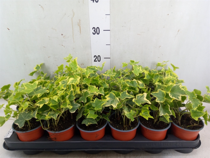 <h4>Hedera helix 'Goldchild'</h4>