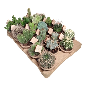 ECO-FRIENDLY CACTUS MIX - Ø 7 WITH ECO POTS - IN CARDBOARD TRAY 18 PCS (CACTUS)