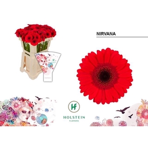 Germini Nirvana Water