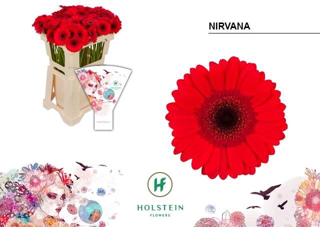 <h4>Germini Nirvana Water</h4>