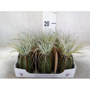 Tillandsia