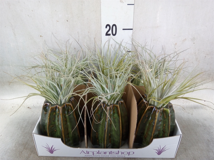 <h4>Tillandsia</h4>