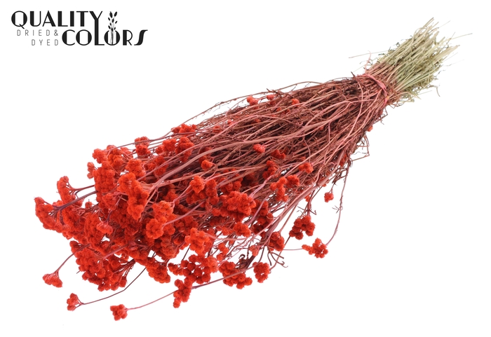 <h4>Lona per bunch Coral</h4>