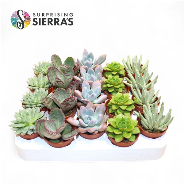 <h4>Sierra's® - Valencia Succulent Mix (Prime)</h4>