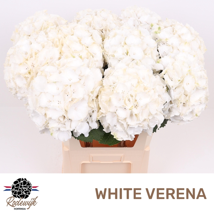 <h4>HYDR M CH WHI VERENA</h4>