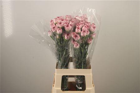 <h4>Di St Mariposa</h4>