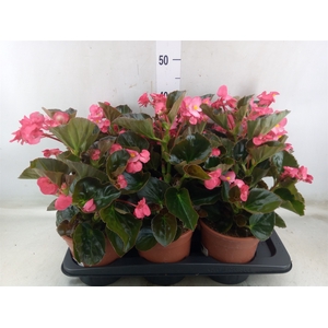 Begonia  'Big Rose wBronze Leaf'