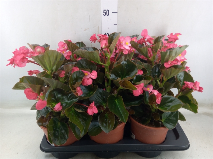 <h4>Begonia  'Big Rose wBronze Leaf'</h4>
