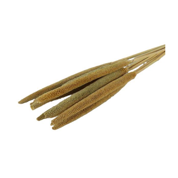 <h4>Bunch Babala 10 Pcs L65</h4>