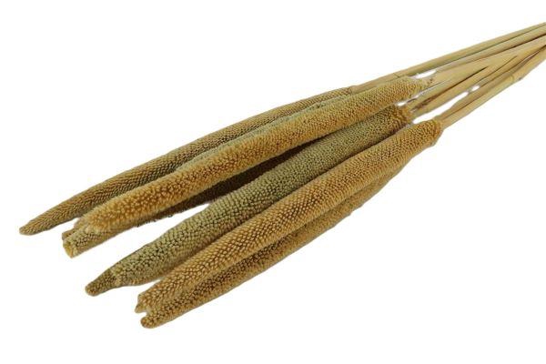 Bunch Babala 10 Pcs L65