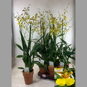 ONCIDIUM OV