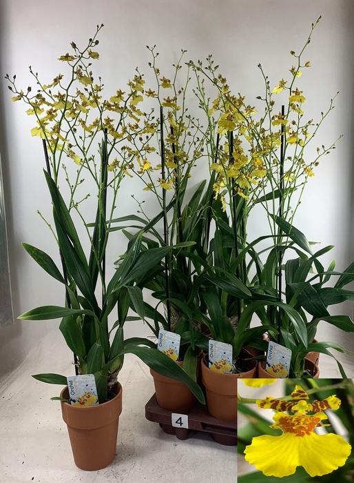 <h4>ONCIDIUM OV</h4>