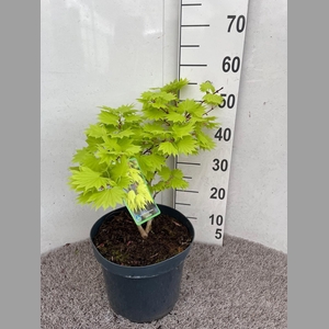 ACER SH AUREUM
