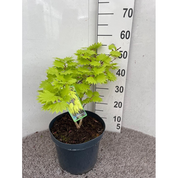 <h4>ACER SH AUREUM</h4>