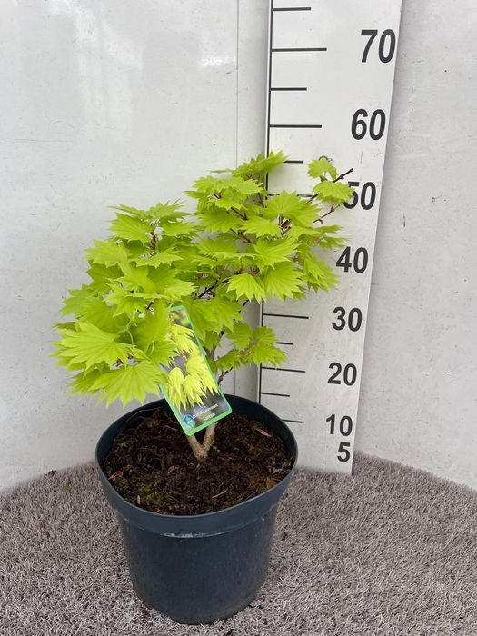 <h4>ACER SH AUREUM</h4>