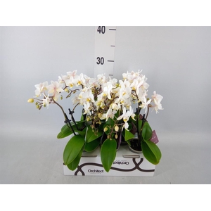Phalaenopsis   ...mini