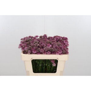 Astrantia Rosa Lee