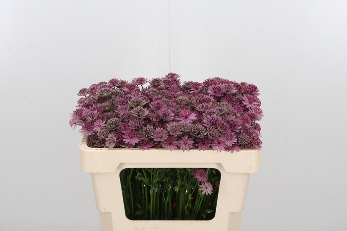 <h4>Astrantia Rosa Lee</h4>