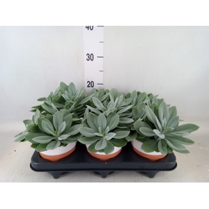 Senecio cephal. 'Mountain Fire'
