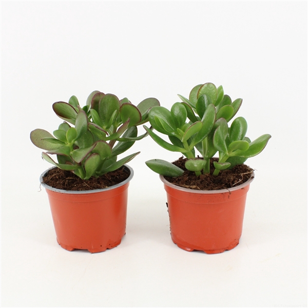 <h4>Crassula Ovata</h4>