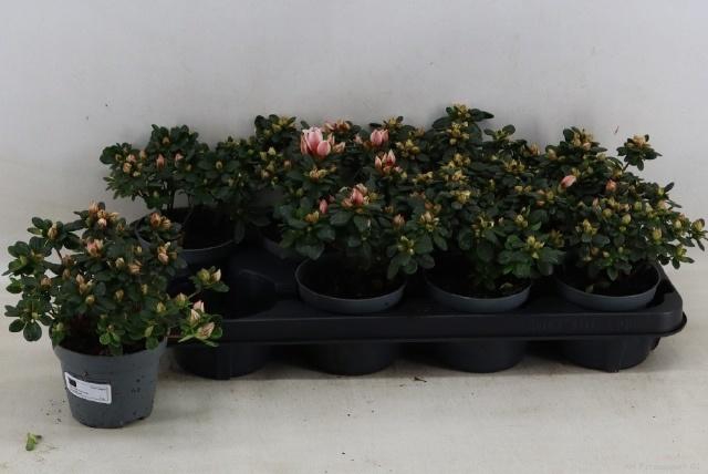 <h4>RHODO SI MEVR GERARD</h4>