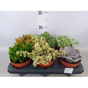 Succulents   ...