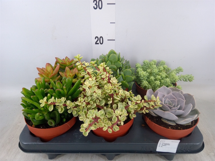 <h4>Succulents   ...</h4>
