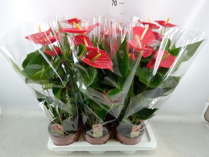 <h4>Anthurium andr. 'Kentucky'</h4>